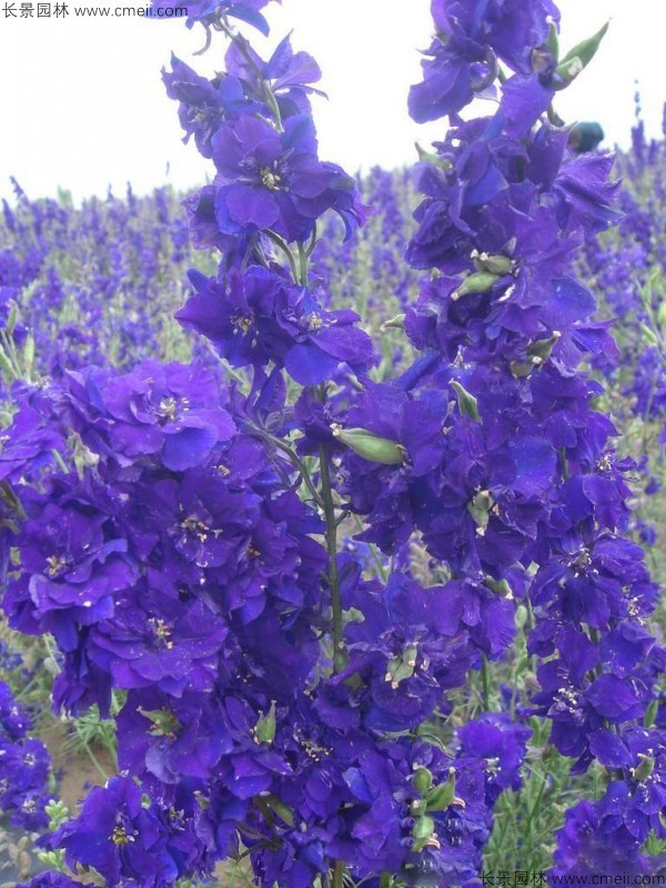 飛燕草種子發芽出苗開花圖片