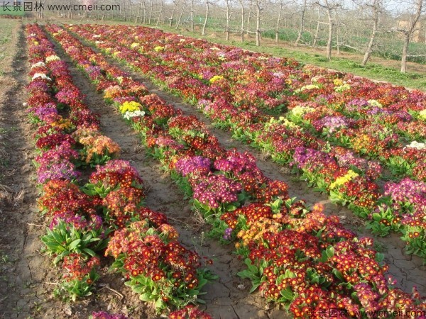 歐洲報春種子發芽出苗開花圖片