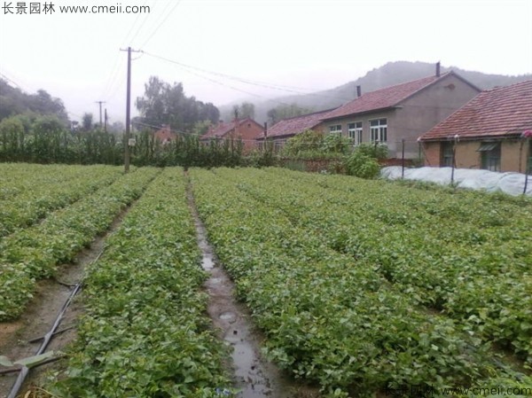 暴馬丁香種子發芽出苗圖片