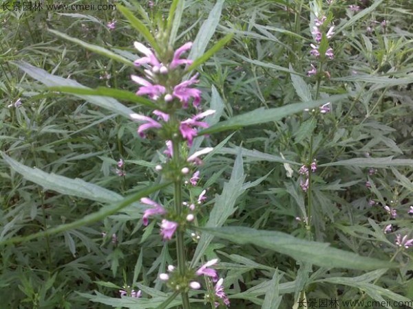 茺蔚子種子發芽出苗圖片