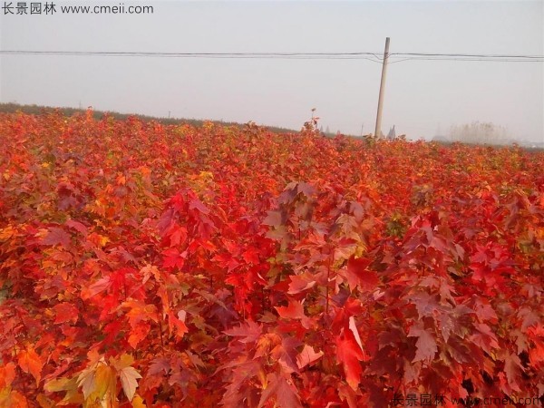 美國紅楓種子發芽出苗圖片