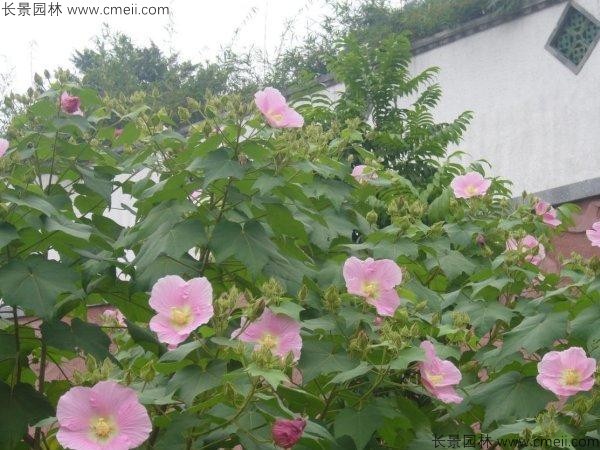 木芙蓉種子發芽出苗開花圖片