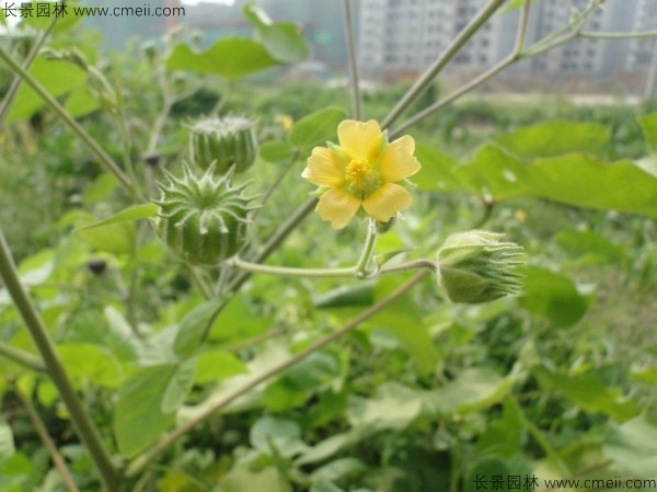 青麻種子發(fā)芽出苗開(kāi)花圖片