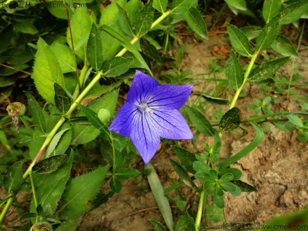 鈴鐺花種子發芽出苗開花圖片