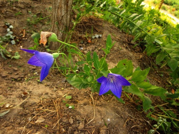 鈴鐺花種子發芽出苗開花圖片