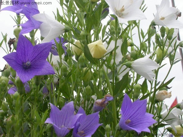 鈴鐺花種子發芽出苗開花圖片