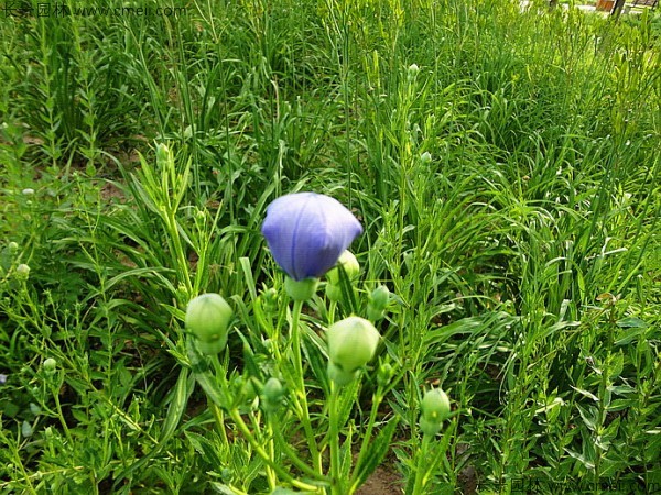 鈴鐺花種子發芽出苗開花圖片