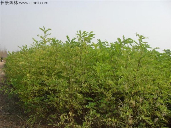 香花槐種子發芽出苗圖片