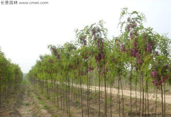 香花槐種子發芽出苗圖片