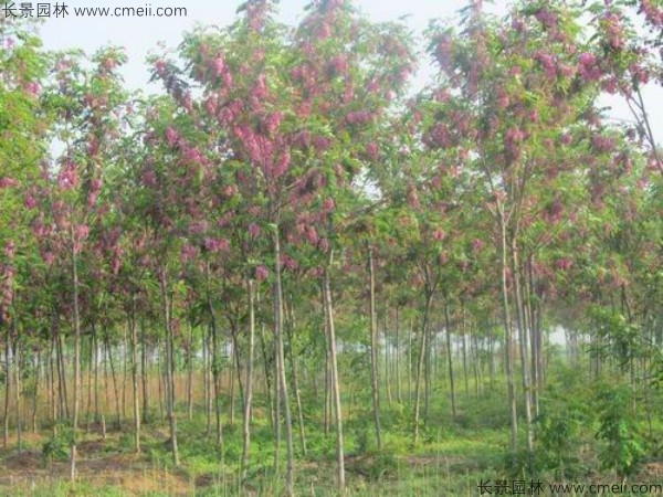 香花槐種子發芽出苗圖片