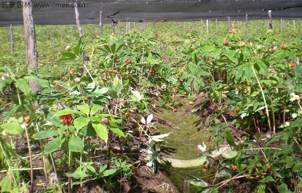 重樓種子發(fā)芽出苗圖片