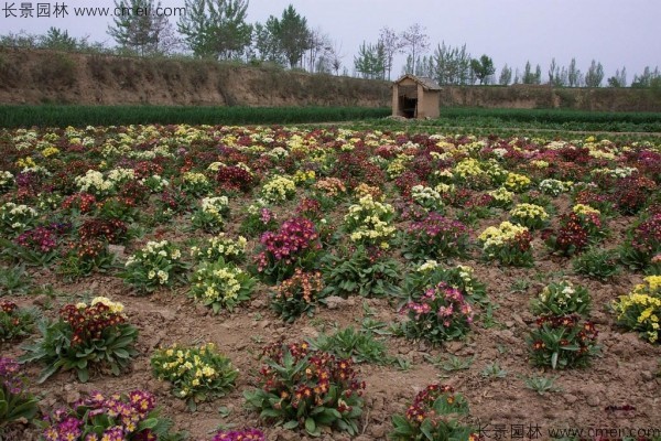 報春花種子發芽出苗開花圖片