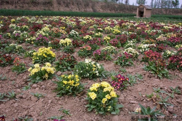 報春花種子發芽出苗開花圖片