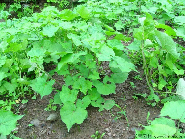 蕎麥種子發芽出苗圖片