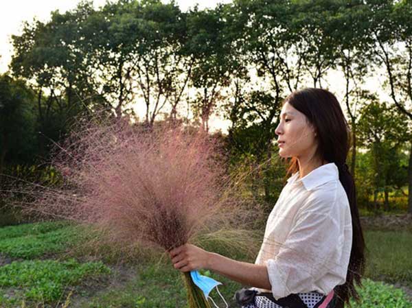 粉黛亂子草種子發芽出苗圖片