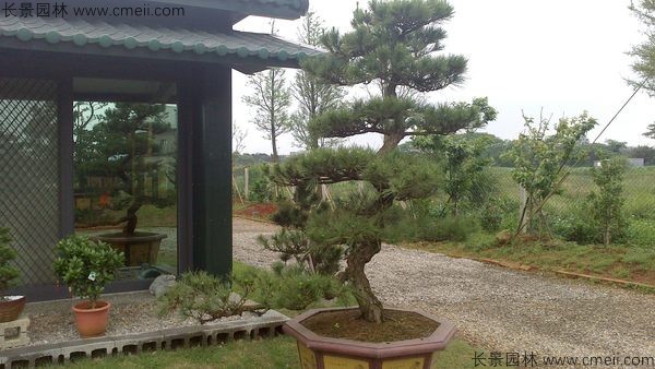 日本黑松種子發(fā)芽出苗圖片