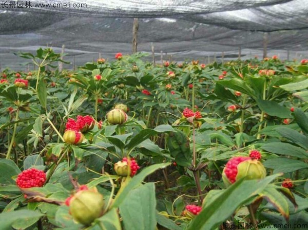 獨角蓮種子發(fā)芽出苗圖片