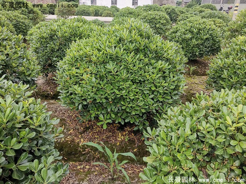 海桐球苗圃批發(fā)種植基地長景園林