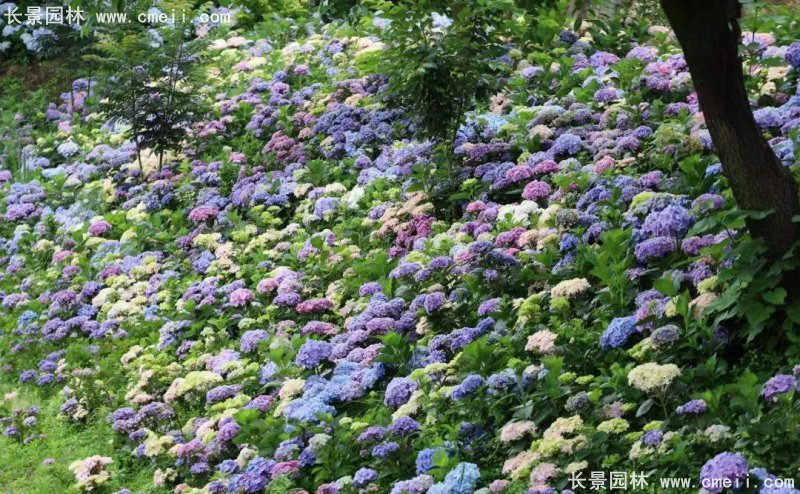 繡球花八仙花圖片基地實拍