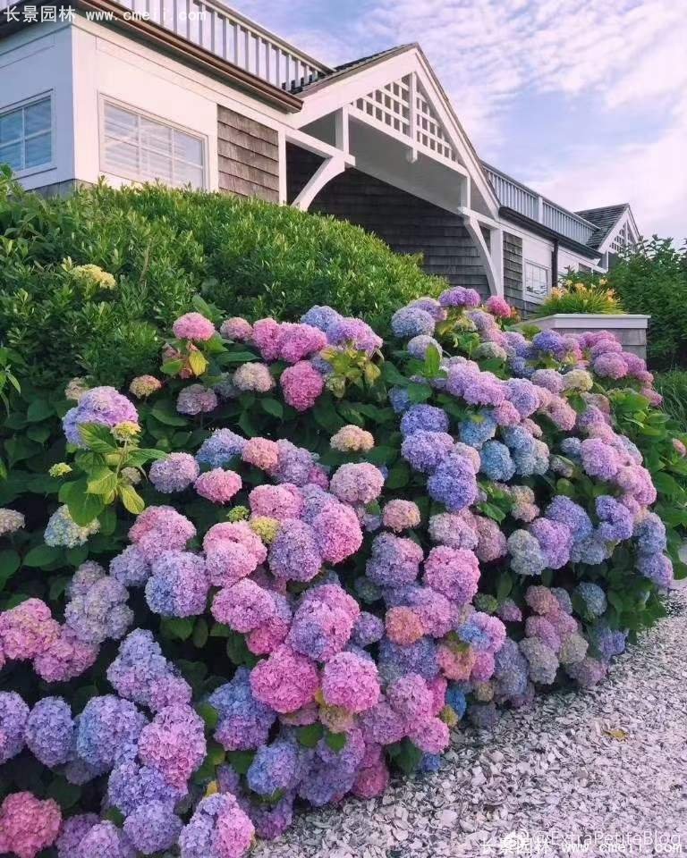 繡球花八仙花圖片基地實拍