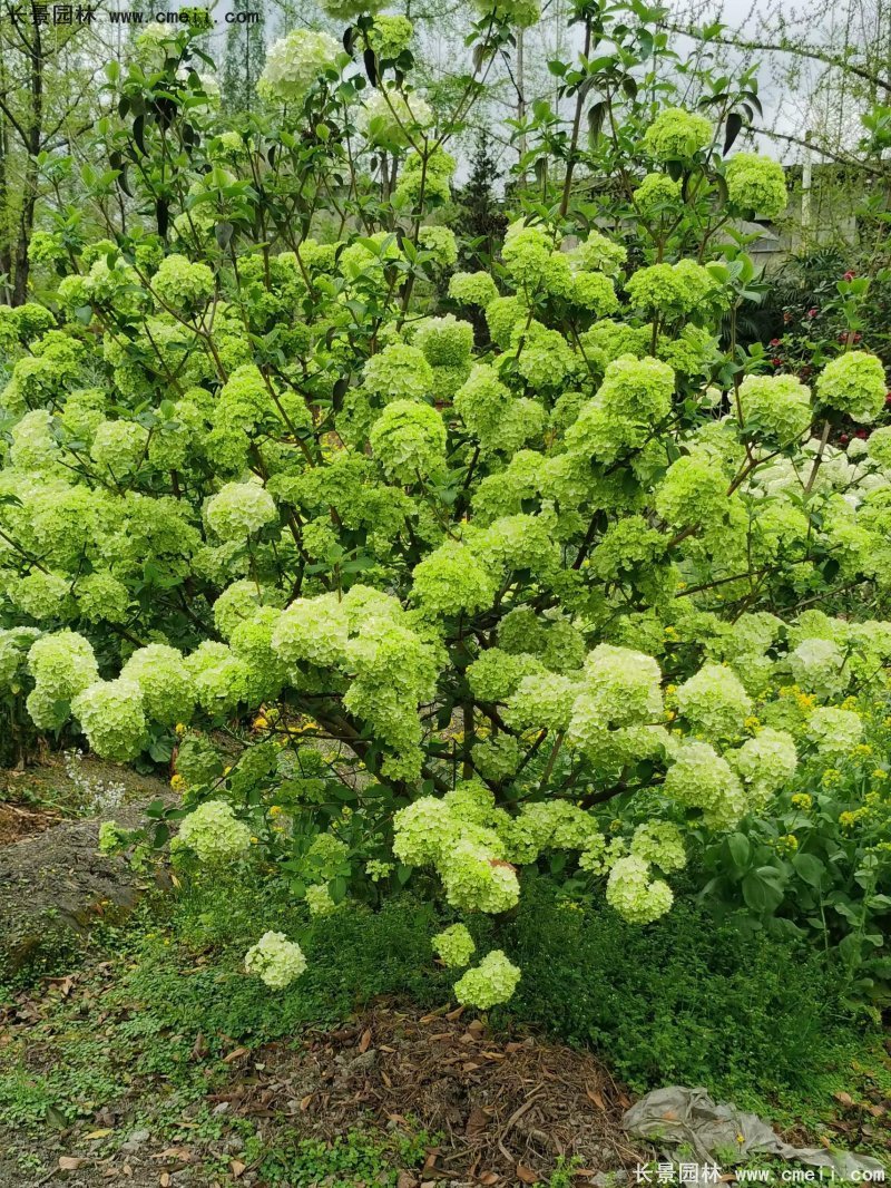 中華木繡球基地實拍圖片