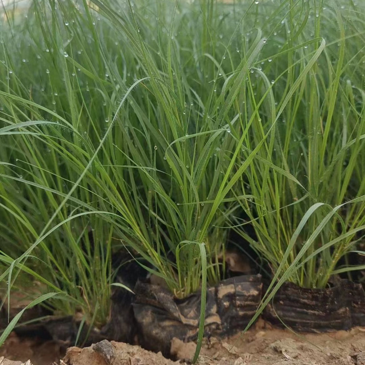 野牛草營養缽苗容器苗